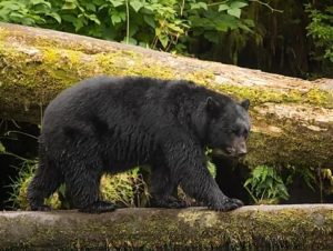 Bear On Log Prince of wales Island