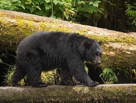 Bear On Log Prince of wales Island
